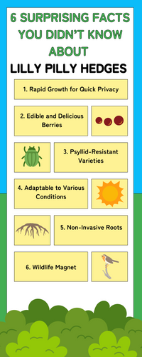 6 Surprising Facts You Didn’t Know About Lilly Pilly Hedges [Infographic]