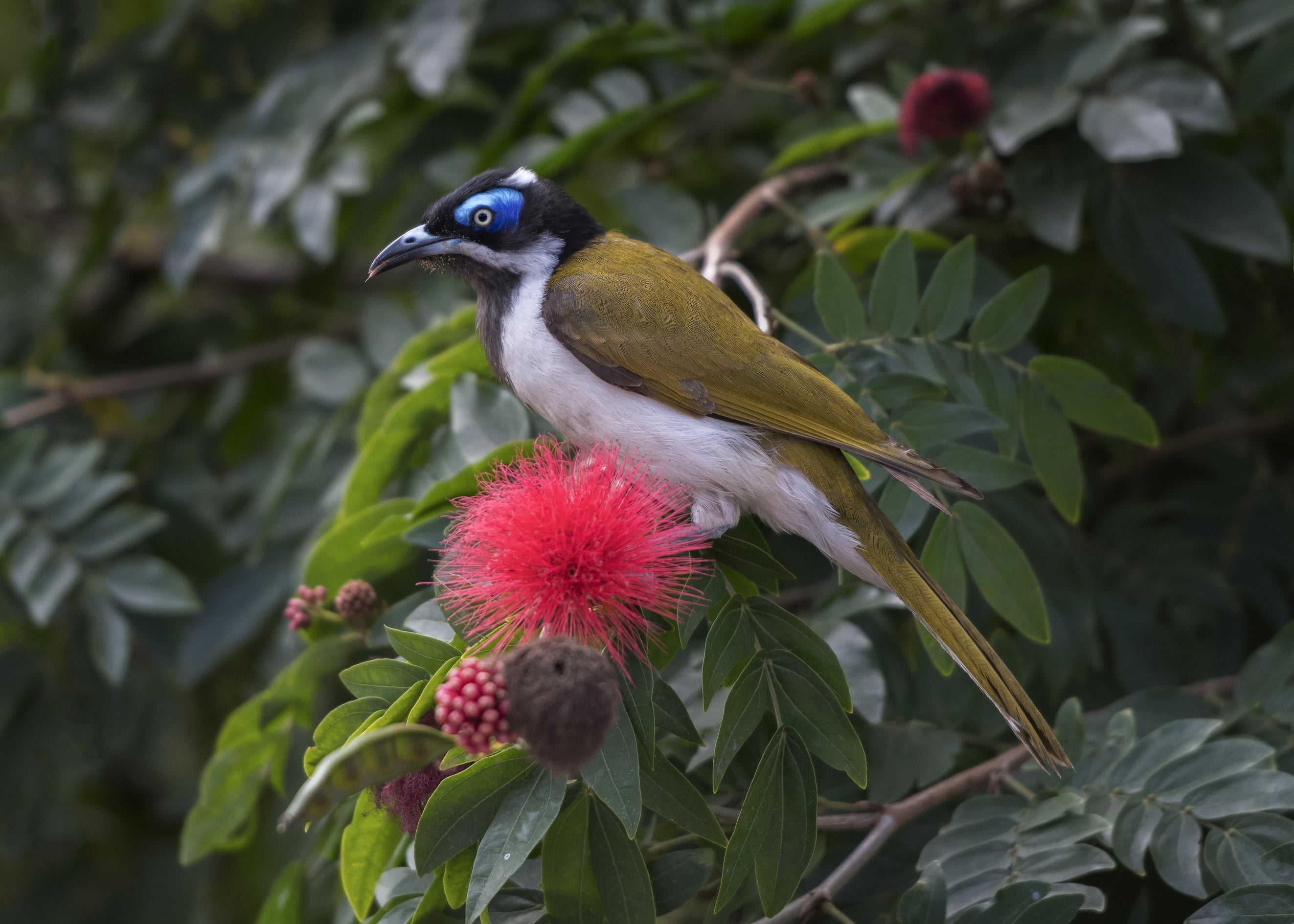 5 Powerful Benefits of Planting Native Plants in Your Brisbane Garden