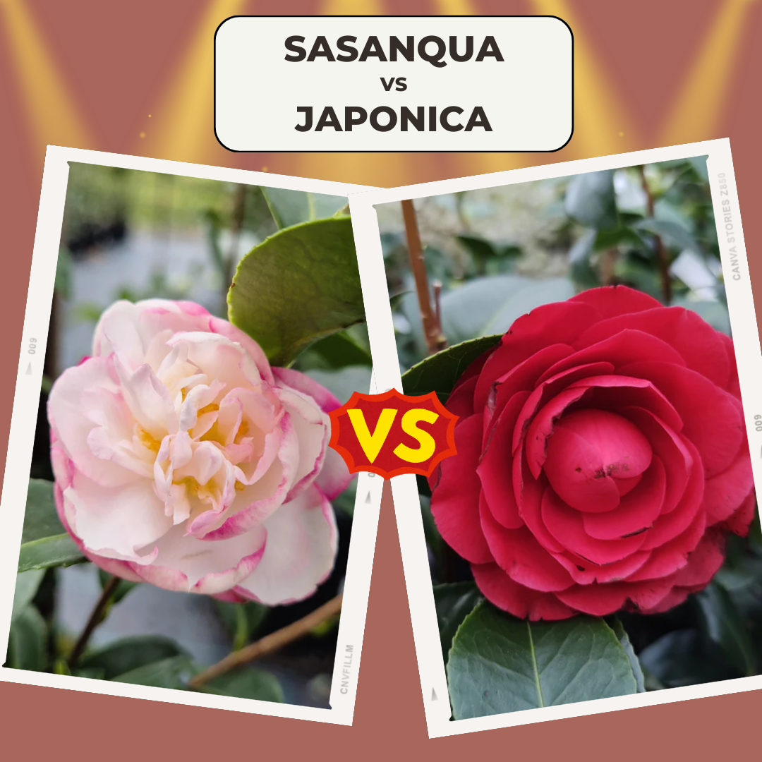 Camellia Sasanqua vs Japonica: What’s the Difference & Which One Is Best for Your Garden?