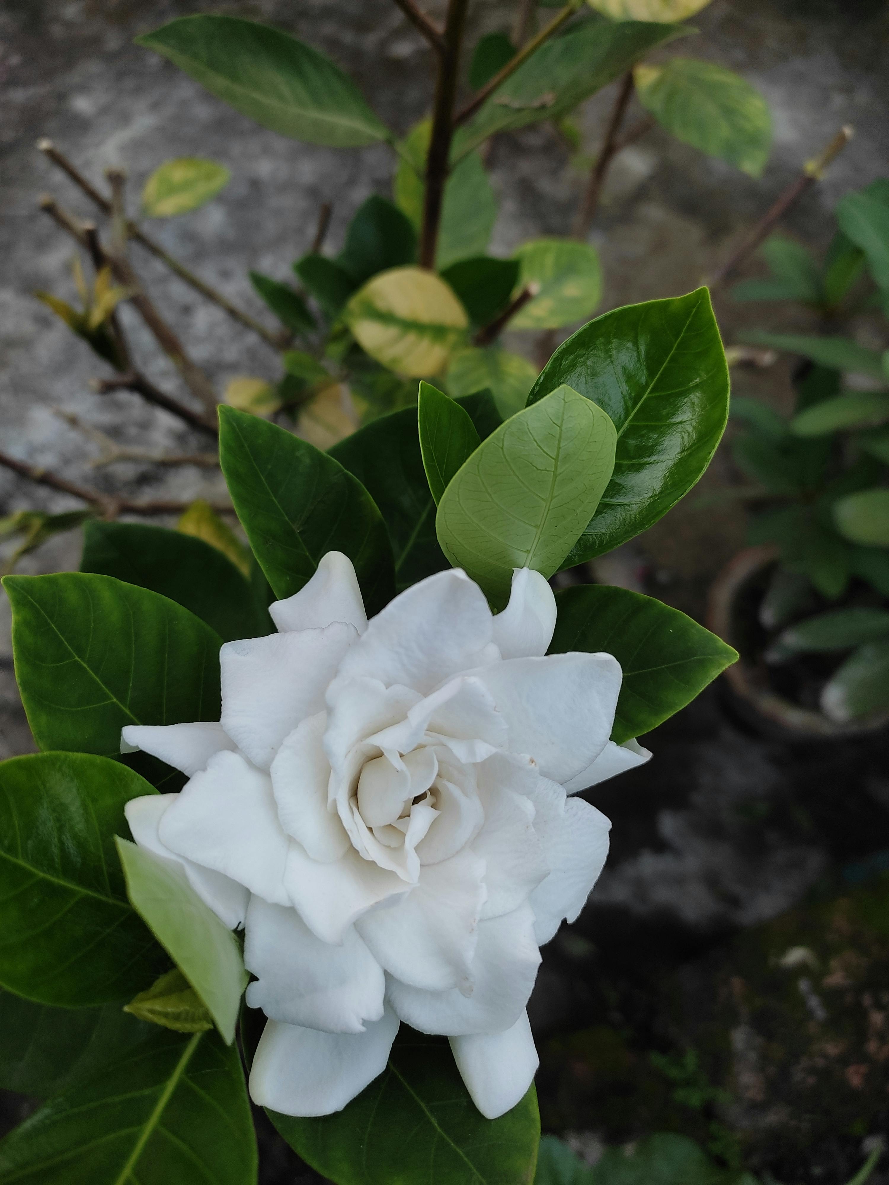 Gardenia Magnifica: The Ideal Choice for Brisbane Hedges