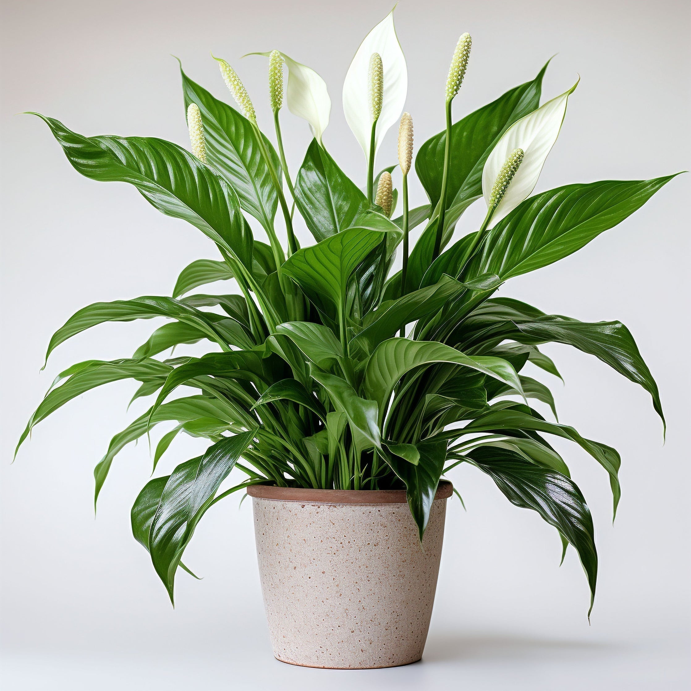 What Are Some Plant Gift Ideas for the Holiday Season?