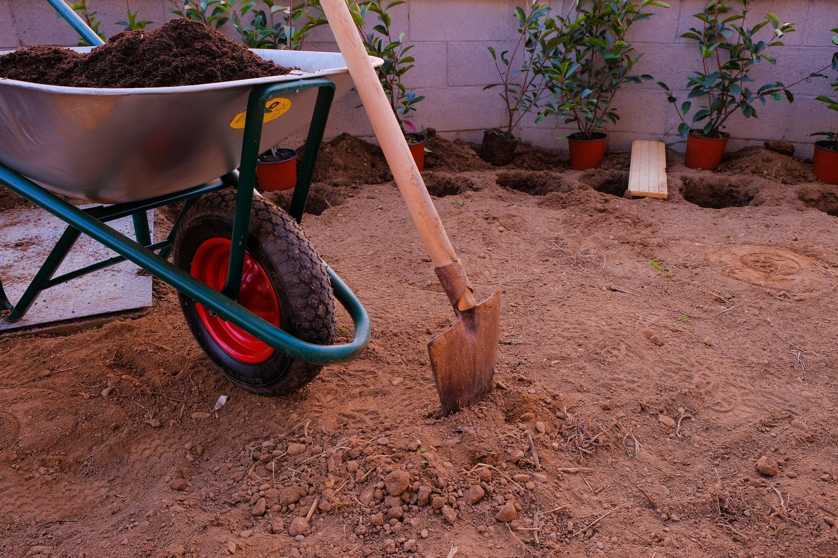 Ordering Plants Online in Brisbane: When to Buy