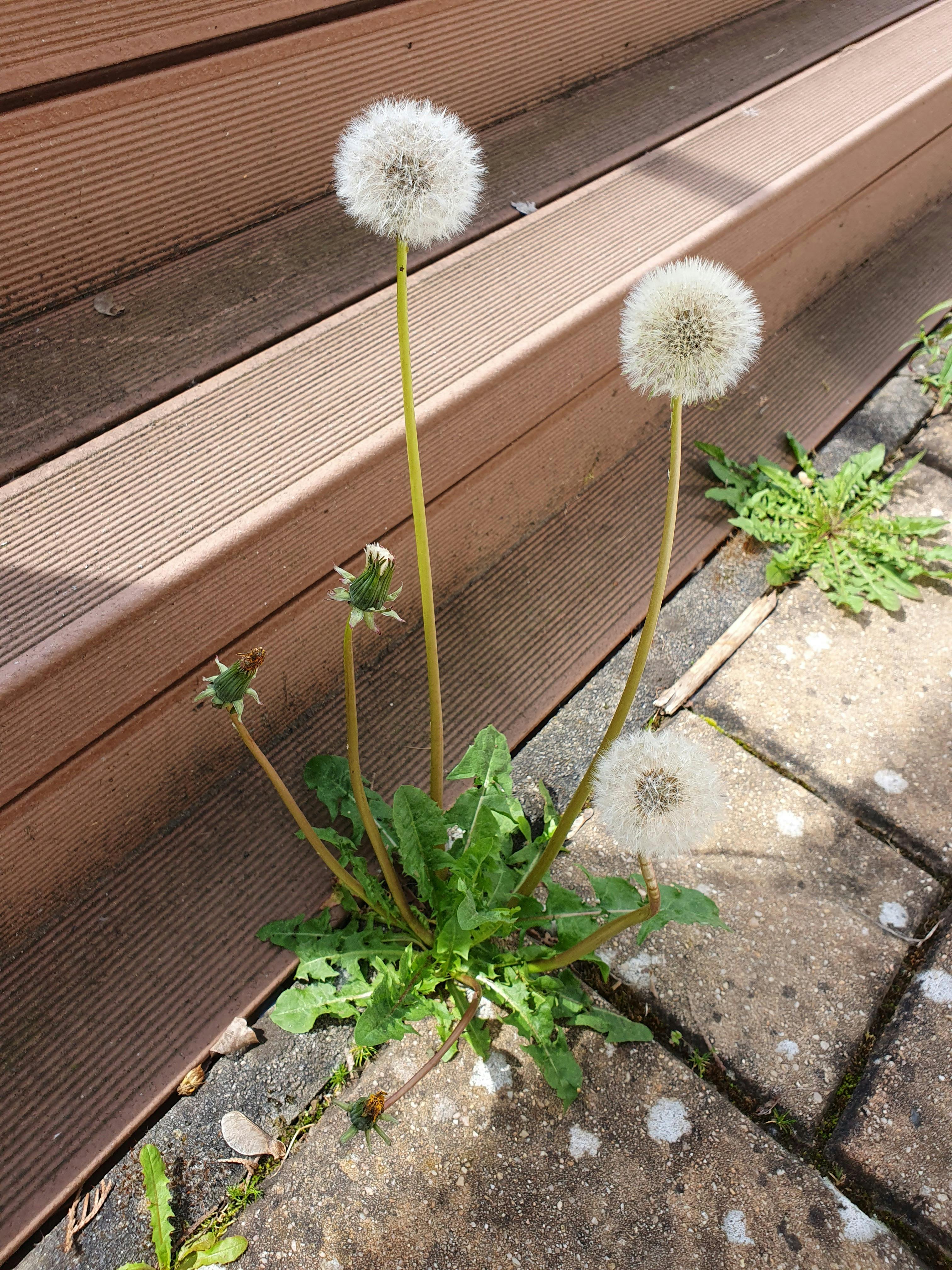 Tips to Keep Plants Healthy: Effective Weed Control for Your Garden