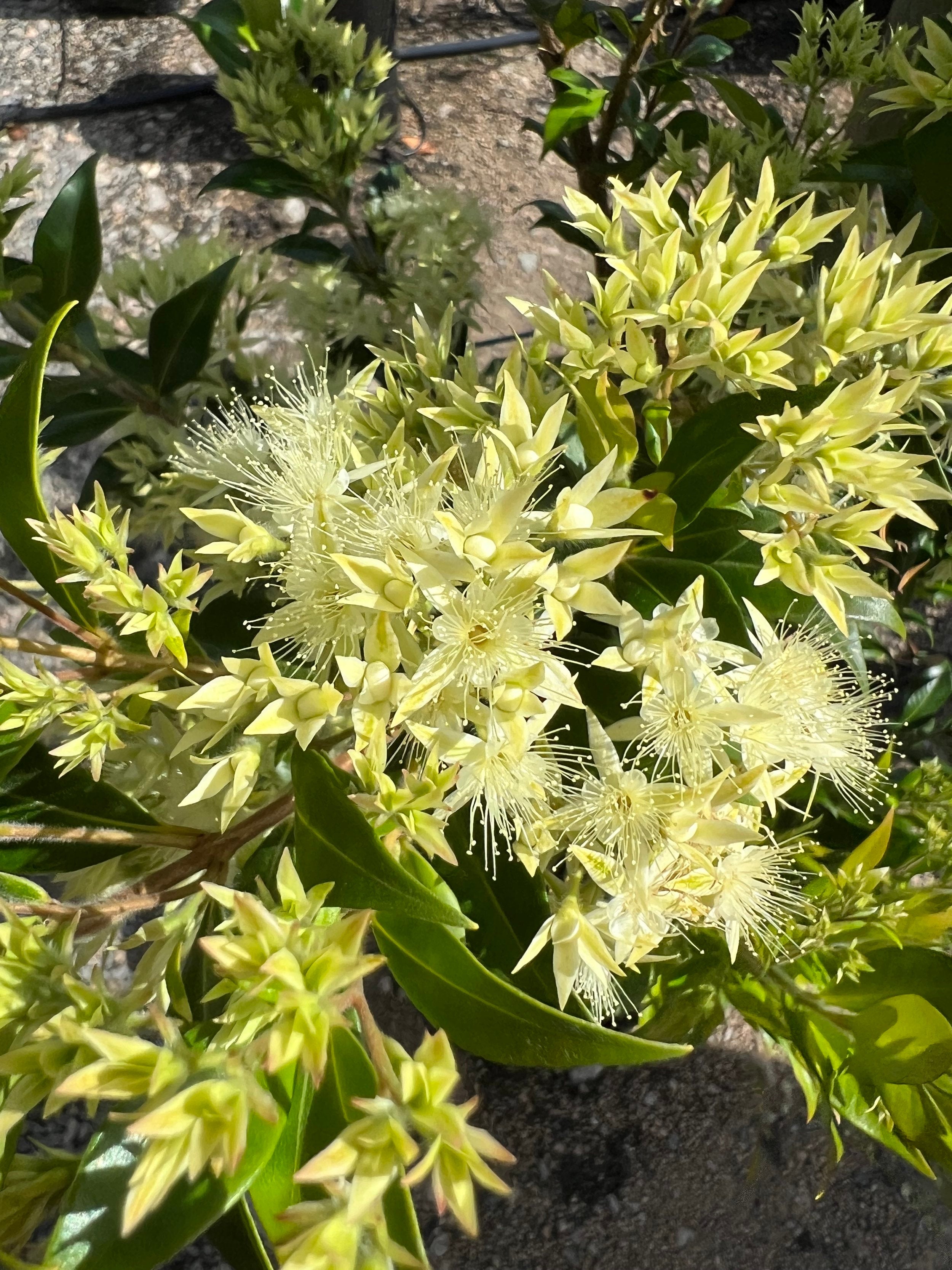 Native Screening / Hedging