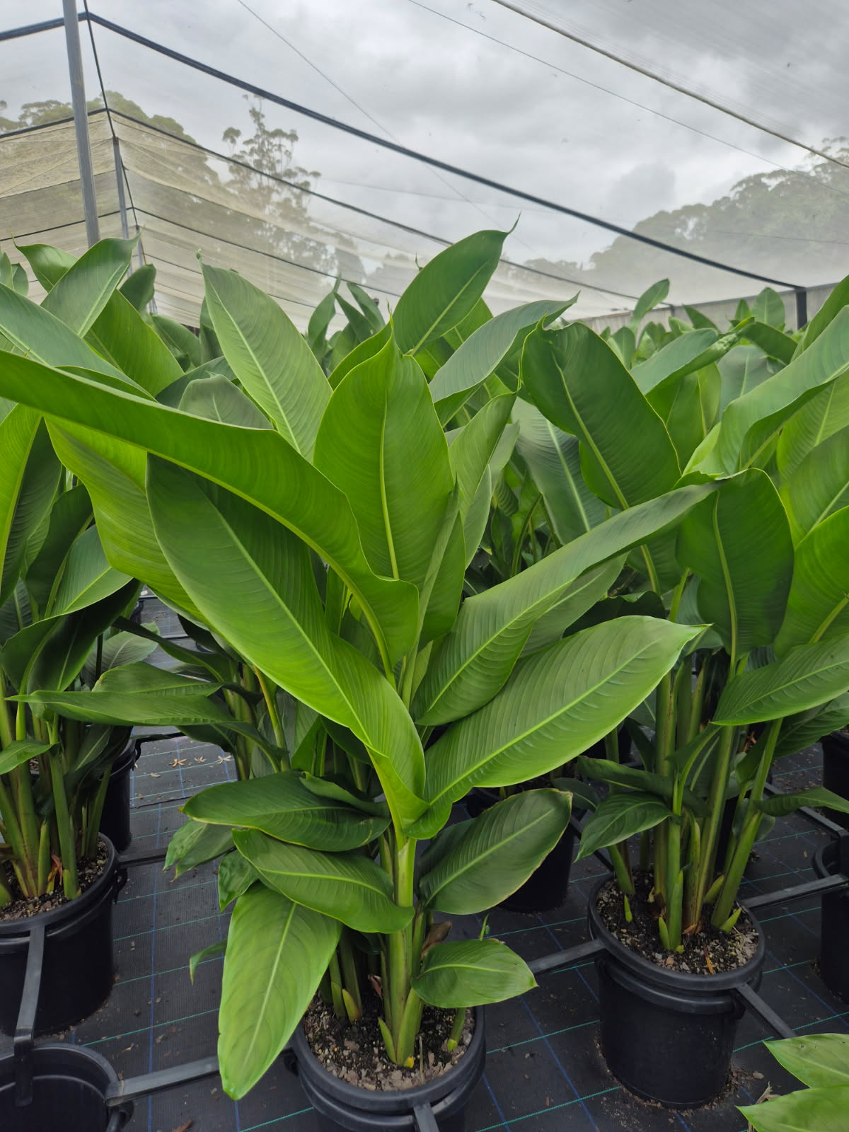 Heliconia psittacorum x spathocircinata Tropics
