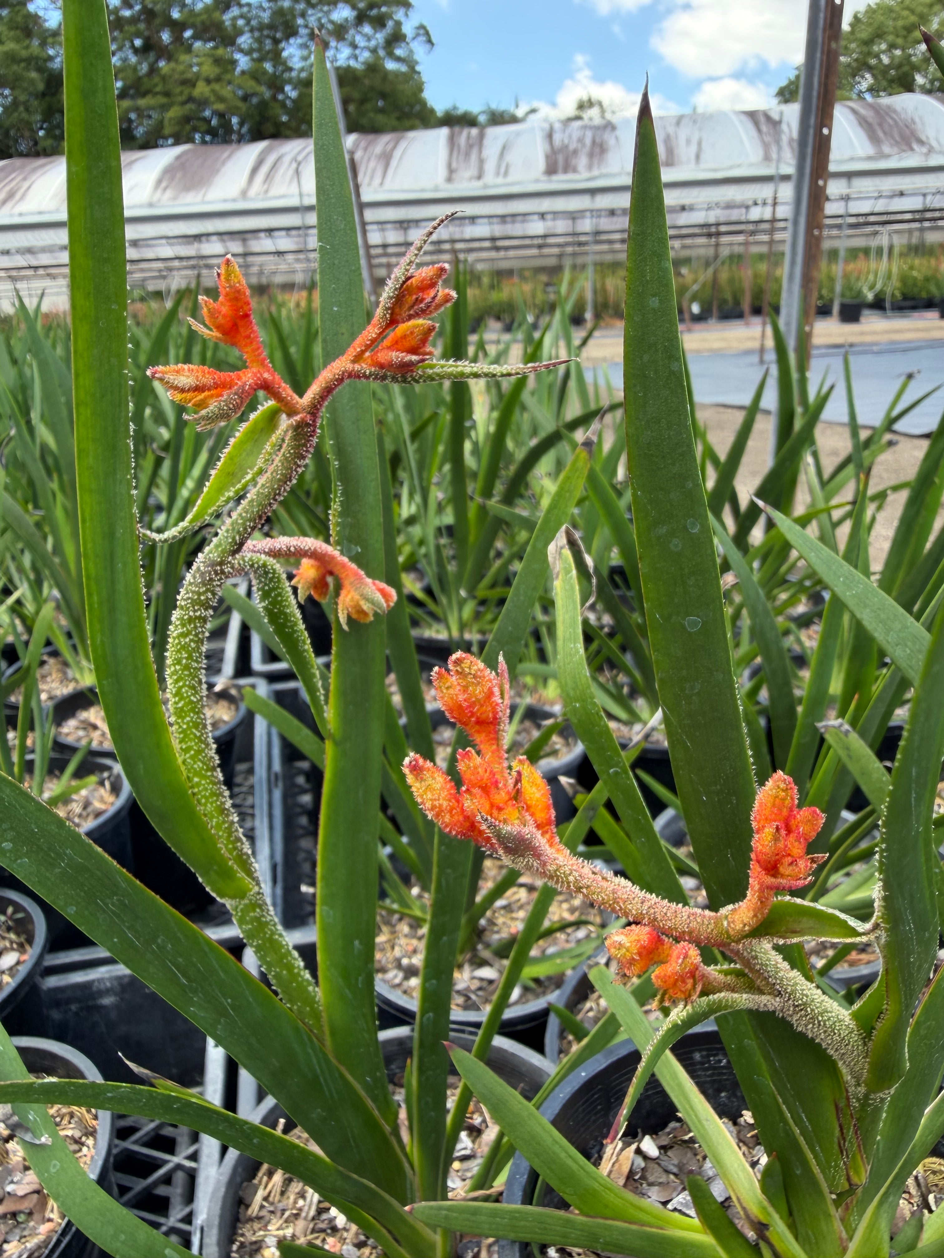Anigozanthos hybrid Amber Velvet
