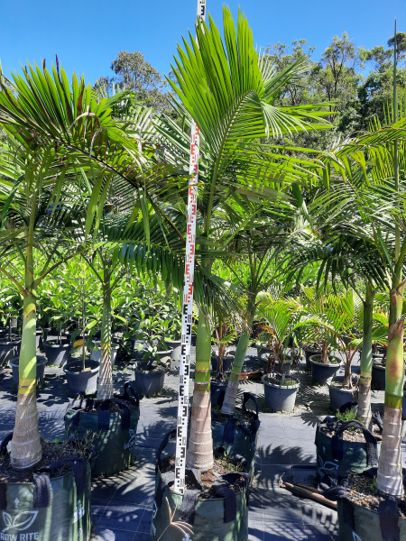 Archontophoenix alexandrae