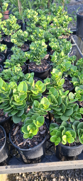 Carissa macrocarpa Desert Star