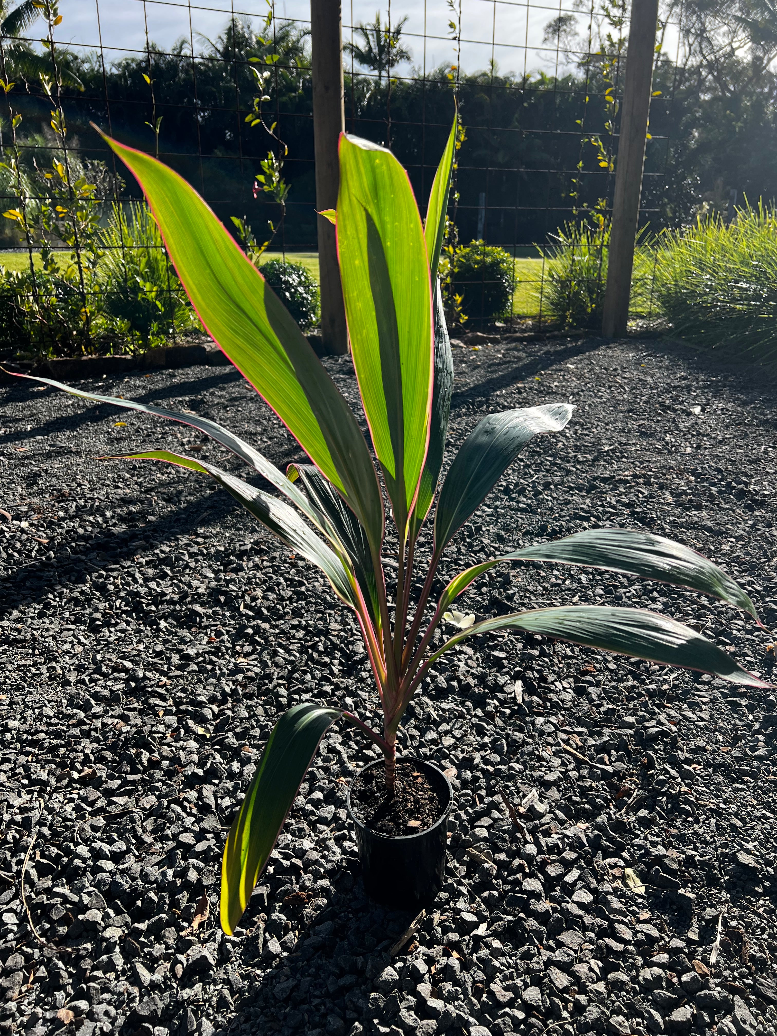 Cordyline fruticosa Pink Diamond
