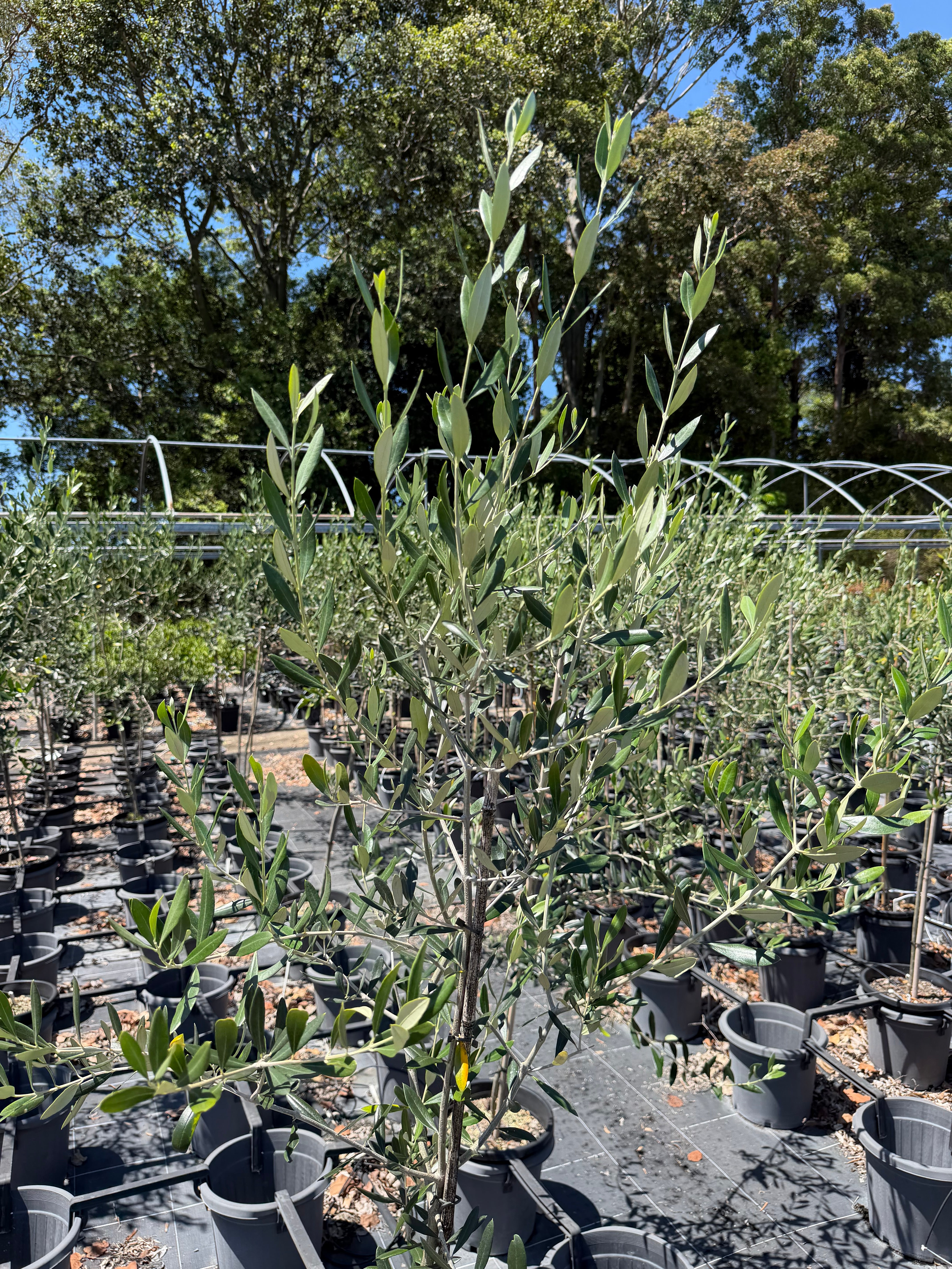 Olive Olea europaea Helena