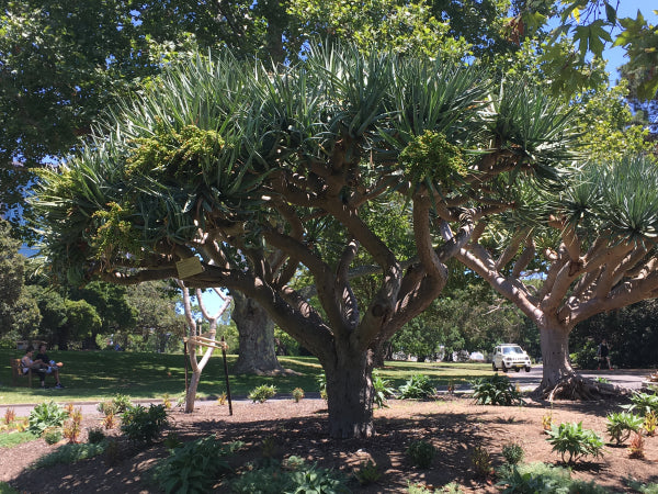 Dracaena draco Dragon Tree