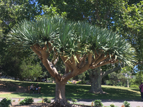 Dracaena draco Dragon Tree