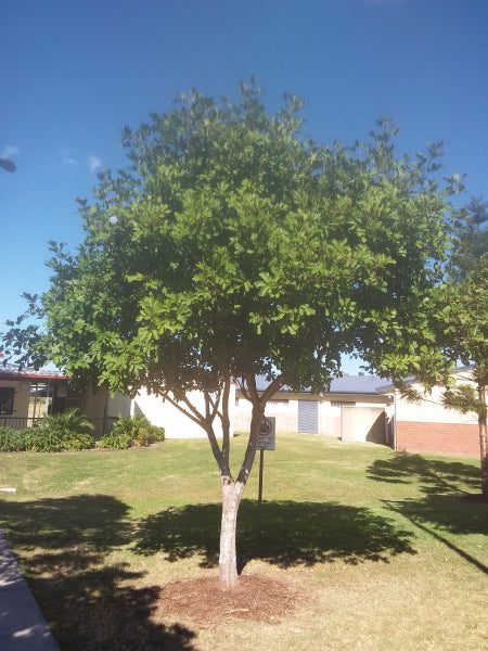 Native Tree 8m Native Trees - Delivered to Brisbane, Sunshine Coast and Gold Coast.