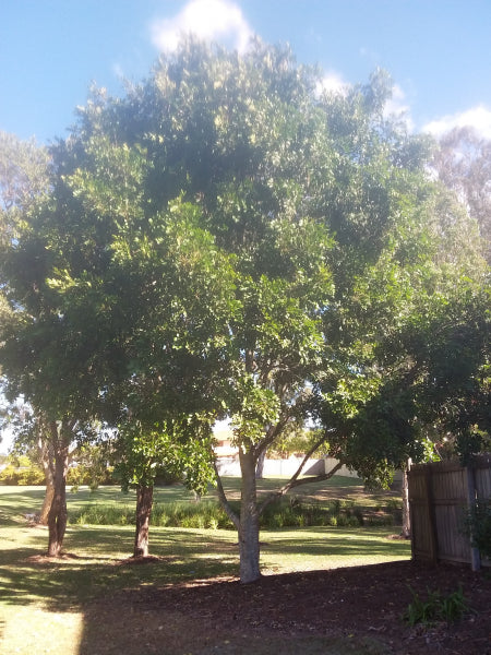 Native Tree 8m Native Trees - Delivered to Brisbane, Sunshine Coast and Gold Coast.