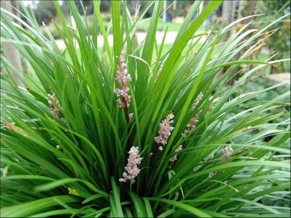 Liriope muscari ISABELLA