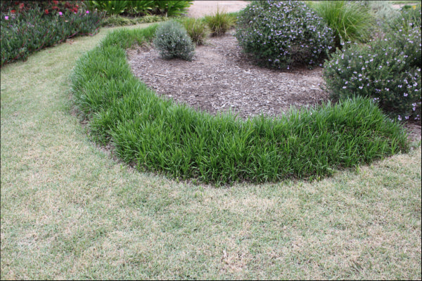 Liriope muscari ISABELLA