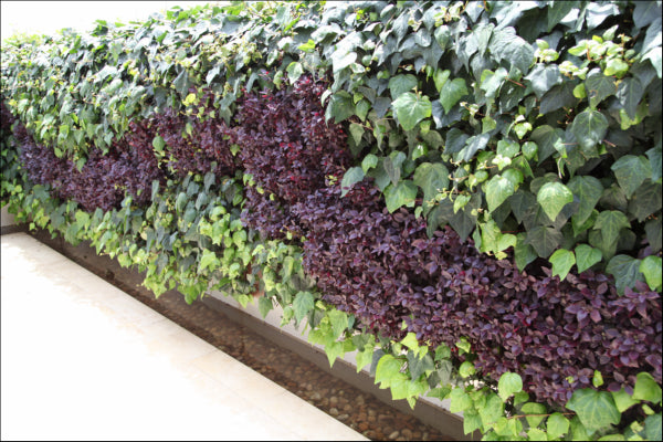 Alternanthera dentata Little Ruby