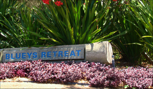 Alternanthera dentata Little Ruby