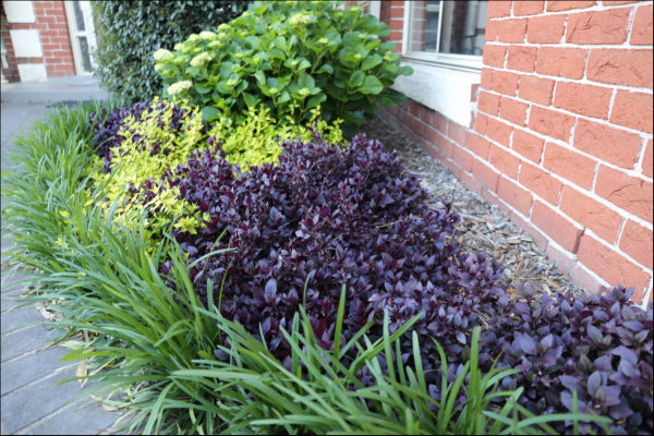 Alternanthera dentata Little Ruby