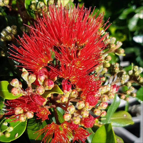 Metrosideros collina Little Dugald