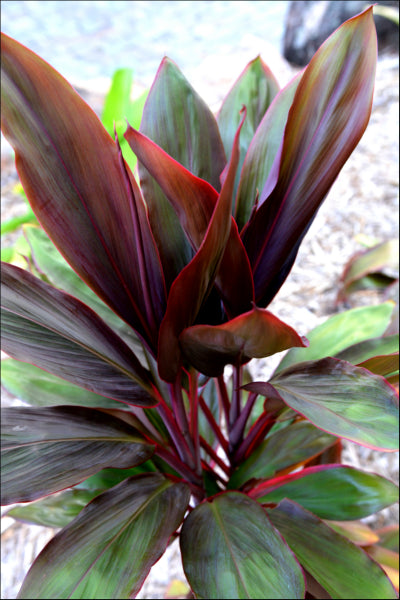 Cordyline fruticosa rubra