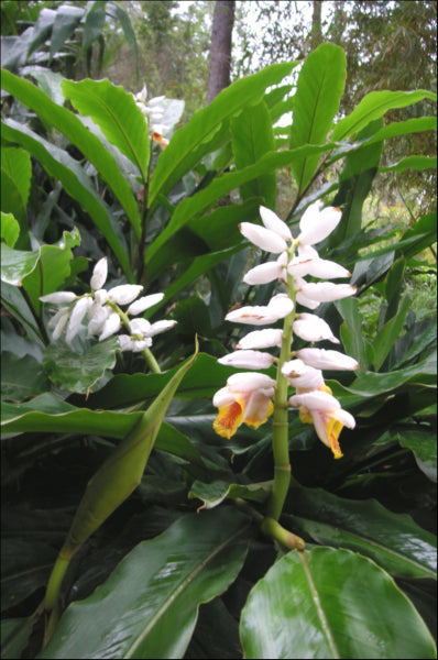 Alpinia mutica False Cardomom