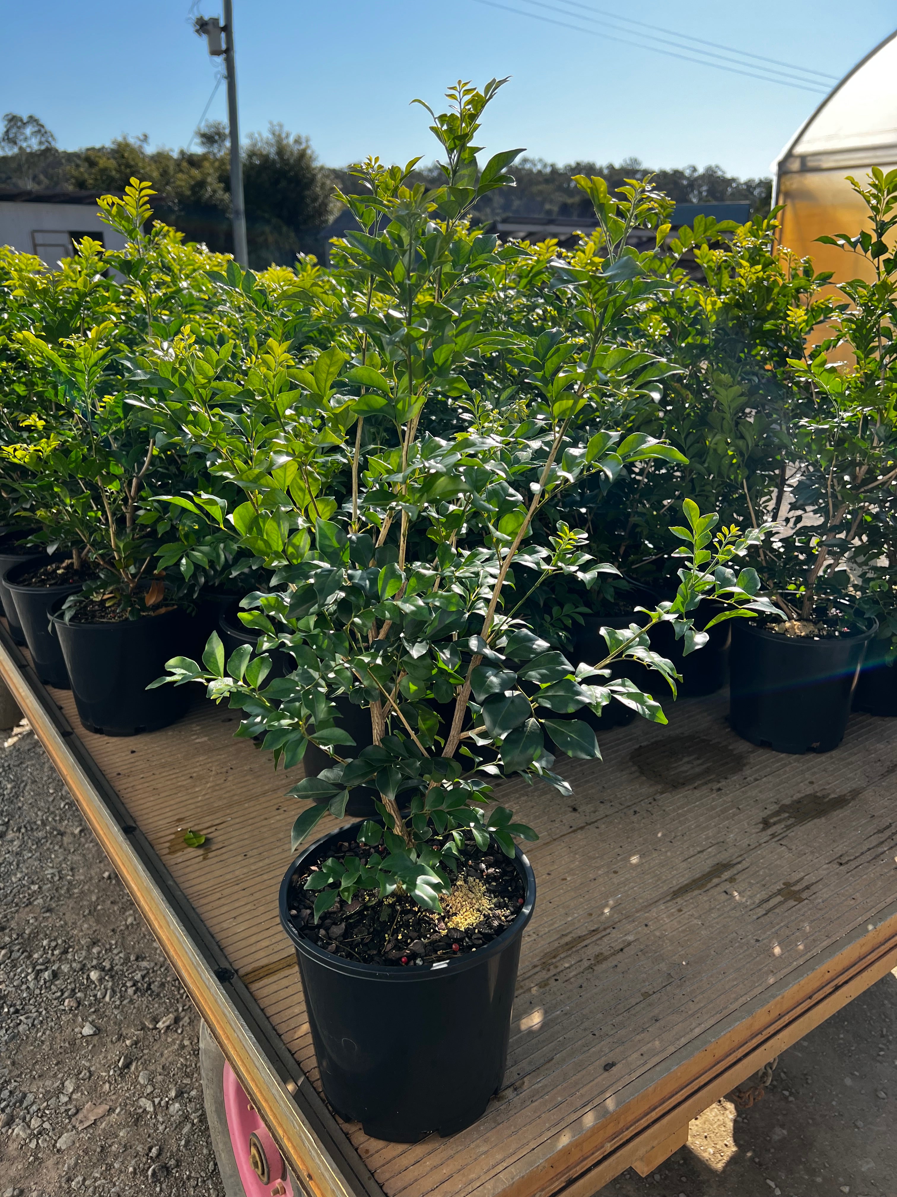 Murraya paniculata - Mock Orange