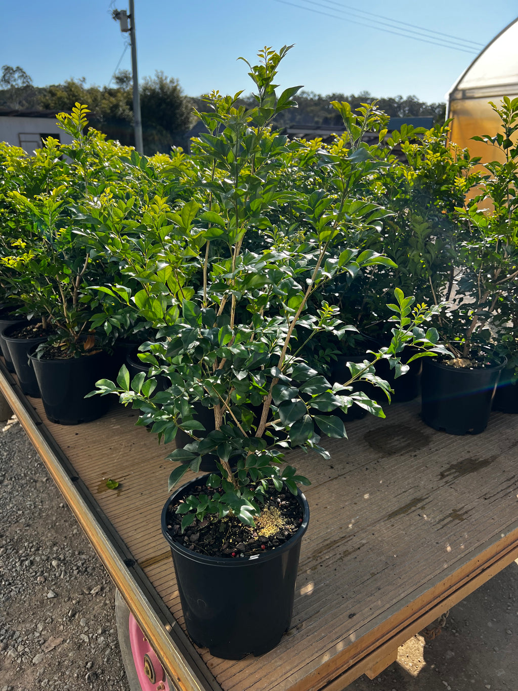 Murraya paniculata - Mock Orange