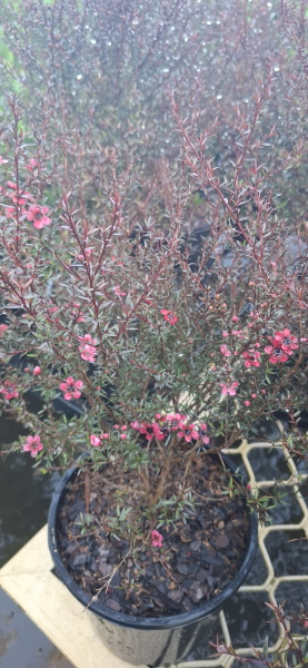 Leptospermum nanum rubrum