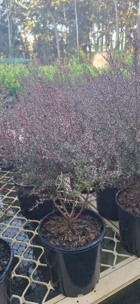 Leptospermum nanum rubrum