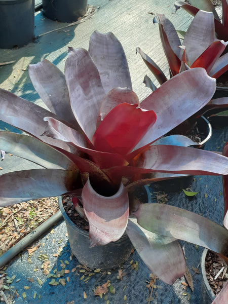 Alcantarea imperialis Silver Plum Bromeliad