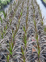 dracaena black knight Dracaena marginata Black Knight