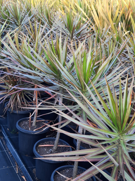 dracaena black knight Dracaena marginata Black Knight