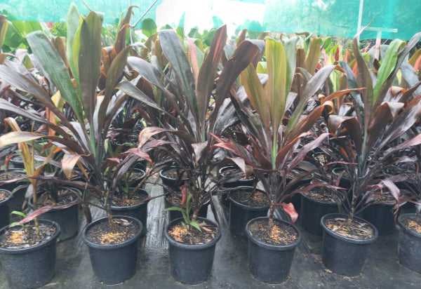 Cordyline fruticosa Negra