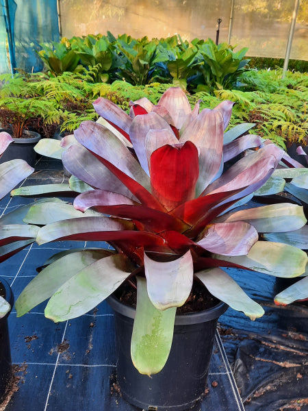 Alcantarea imperialis Silver Plum Bromeliad