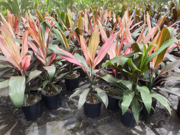 Cordyline fruticosa Hilo Rainbow