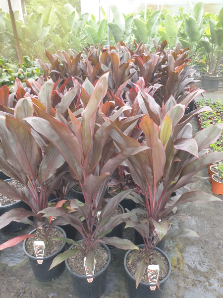 Cordyline fruticosa rubra