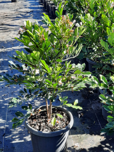 Radermachera Summerscent