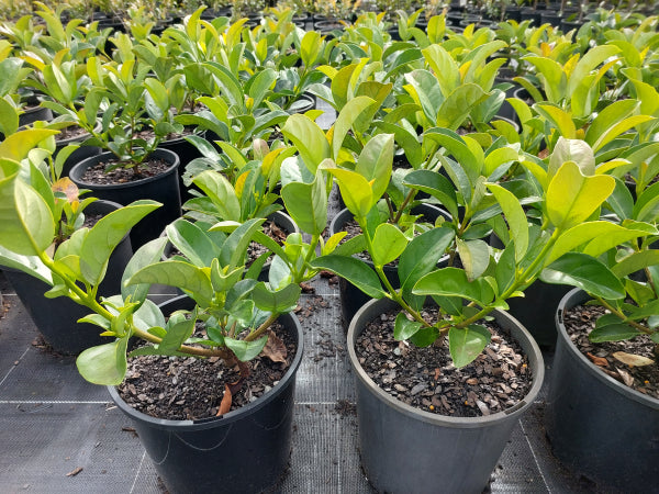 Viburnum odoratissimum Emerald Lustre