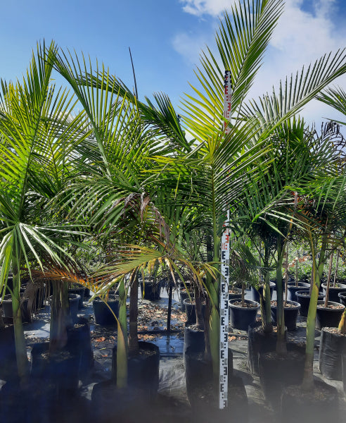 Archontophoenix cunninghamiana Bangalow Palm