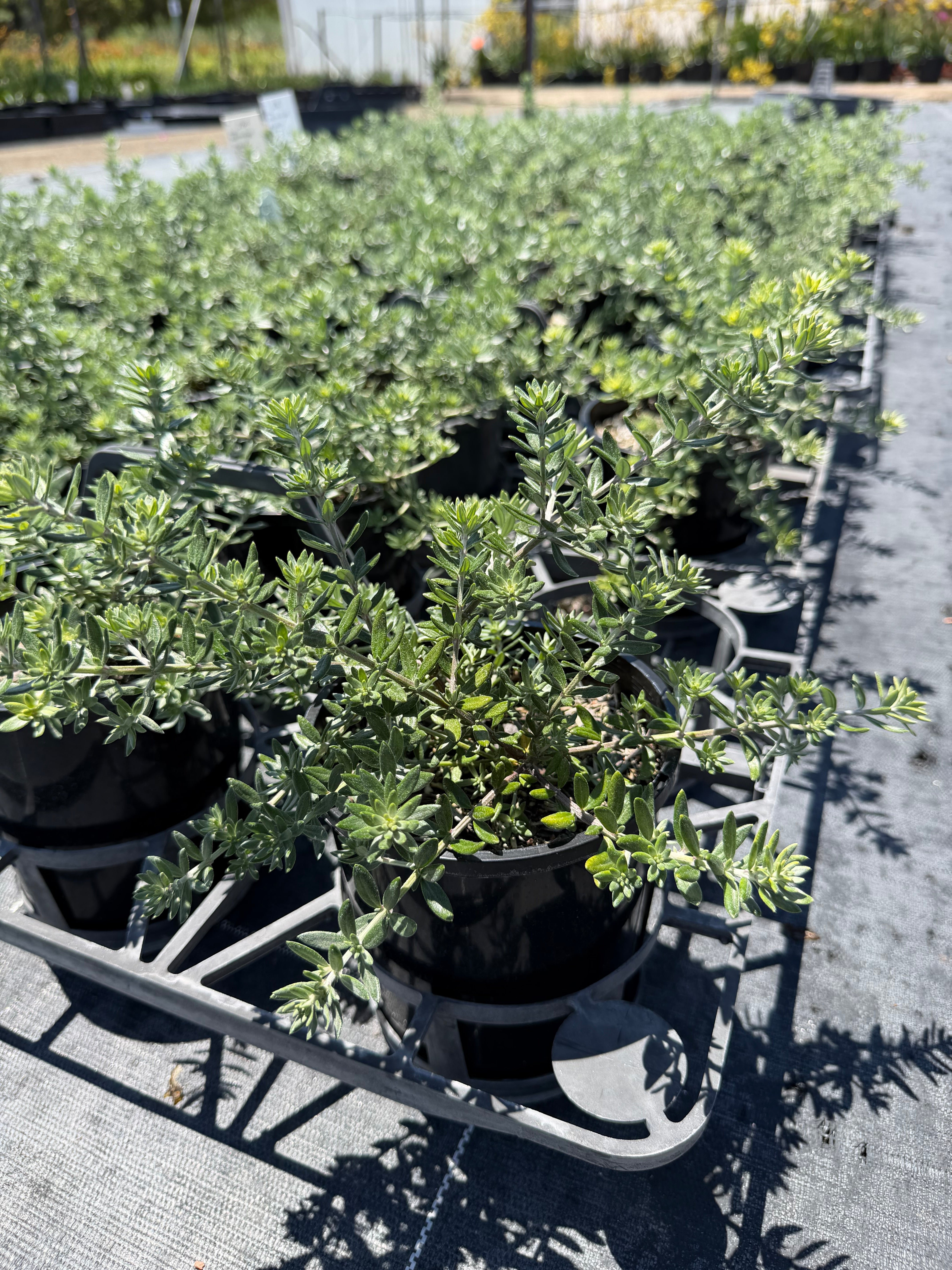 Westringia fruticosa MUNDI