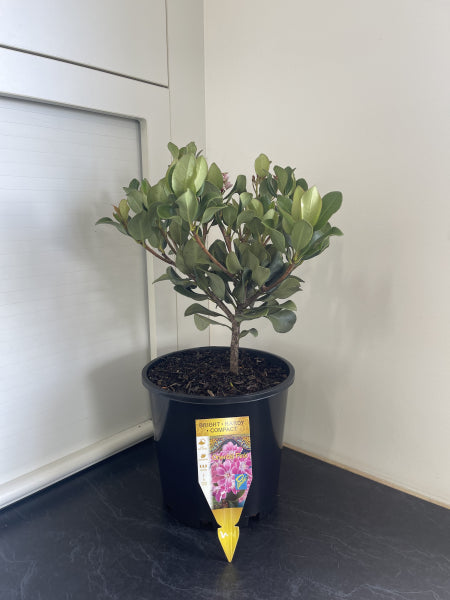 Rhaphiolepis indica Rapopink Oriental Pink