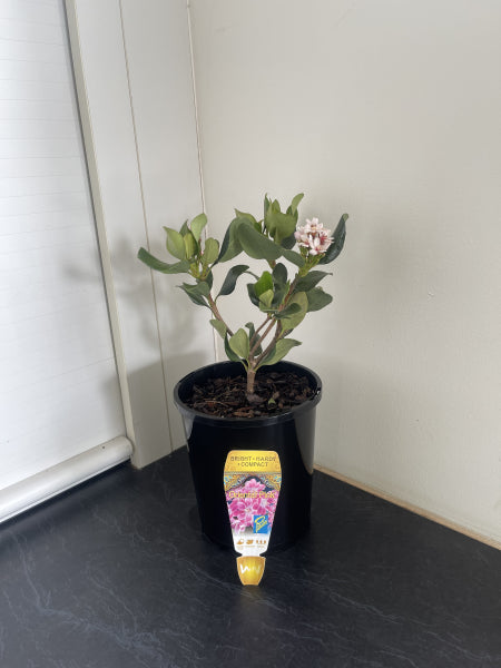 Rhaphiolepis indica Rapopink Oriental Pink