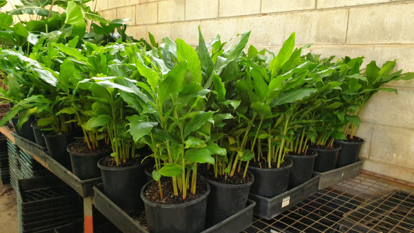 Alpinia mutica False Cardomom