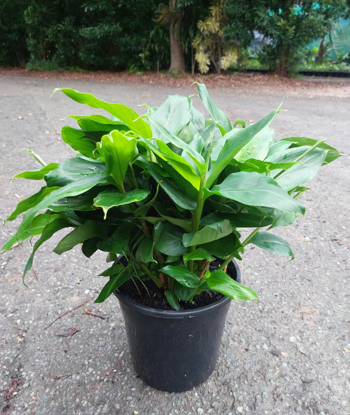Alpinia nutans Dwarf Cardomom/Cardamom Leaf