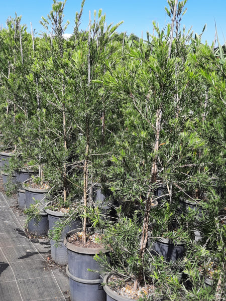 Callistemon viminalis Dawson River Weeper