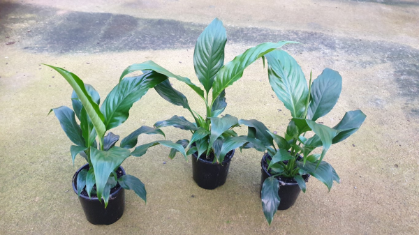 National PLANT NETWORK 4 In. Spathiphyllum Sweet Chico Peace Lily Plant In Grower Container 3 Pack Hd2363 National PLANT NETWORK 4 In. Spathiphyllum Sweet Chico Peace Lily Plant In Grower Container 3 Pack Hd2363