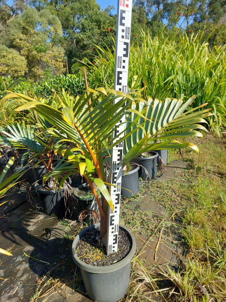 Hyophorbe lagenicaulis Bottle Palm