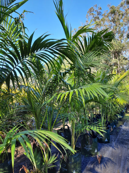Archontophoenix cunninghamiana Bangalow Palm