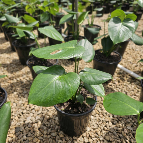 monstera deliciosa buy brisbane Monstera deliciosa